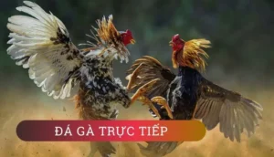 Hướng Dẫn Chơi Đá Gà GA28 Tại 69VN Thắng Lớn Như Chuyên Gia 2 Hướng Dẫn Chơi Đá Gà GA28 Tại 69VN Thắng Lớn Như Chuyên Gia