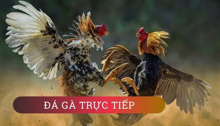 Hướng Dẫn Chơi Đá Gà GA28 Tại 69VN Thắng Lớn Như Chuyên Gia 1 Hướng Dẫn Chơi Đá Gà GA28 Tại 69VN Thắng Lớn Như Chuyên Gia
